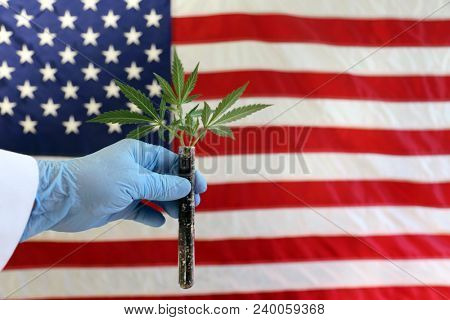 Marijuana Plant in hands.
A Scientist holds a marijuana plant Clone or Cutting in his hands with an American flag background.