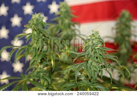 Marijuana Research. Marijuana Research Chemist checks his Female Flowering Marijuana Plant in America.