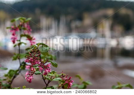 Colorful Bright Pink Flowers In Front Of Docked Boats In Harbor