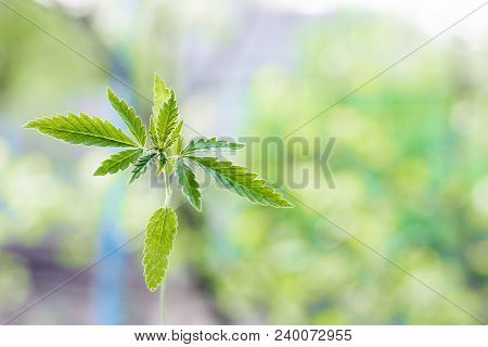 Marijuana, Cannabis Plants On Bright Blue Background With Free Space For Your Text Or Design