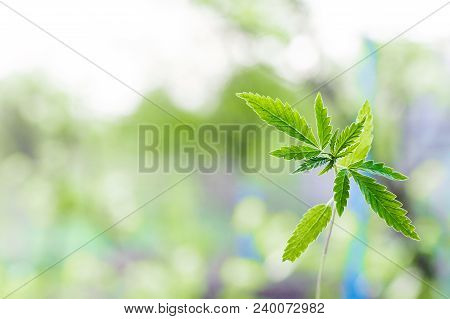 Marijuana, Cannabis Plants On Bright Blue Background With Free Space For Your Text Or Design