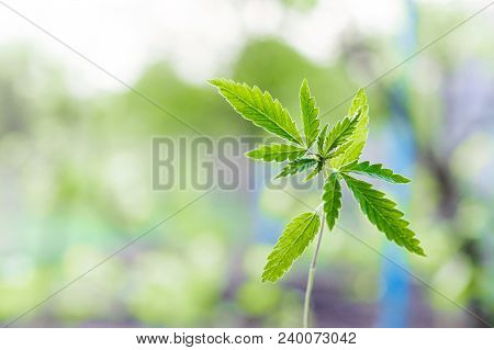 Marijuana, Cannabis Plants On Bright Blue Background With Free Space For Your Text Or Design
