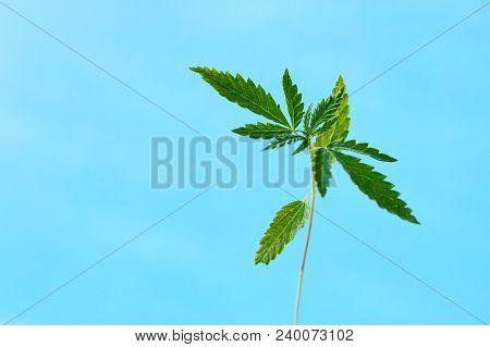 Marijuana, Cannabis Plants On Bright Blue Background With Free Space For Your Text Or Design