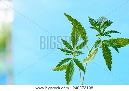 Marijuana, Cannabis Plants On Bright Blue Background With Free Space For Your Text Or Design