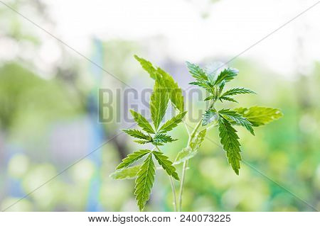 Marijuana, Cannabis Plants On Bright Blue Background With Free Space For Your Text Or Design