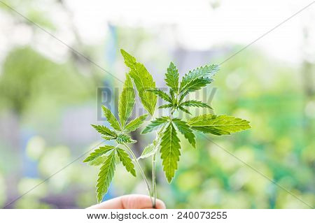Marijuana, Cannabis Plants On Bright Blue Background With Free Space For Your Text Or Design