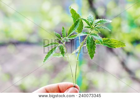Marijuana, Cannabis Plants On Bright Blue Background With Free Space For Your Text Or Design