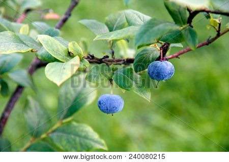 Bog whortleberry (Vaccinium uliginosum).
