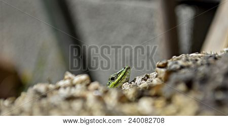 Closeup Green Lizard-gecko- Hiding Behind The Wall/ Creepy In The Wild Nature. Wild Life Next To Man