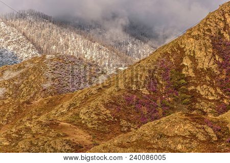 Spring Contrast Of Bright Purple Flowers Of Ledum And White Snow On The Slopes Of The Mountains In T