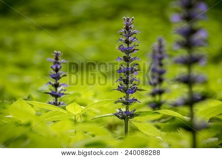 Close-up Shot Of Blue Ajuga Flowers Also Known As Bugleweed, Ground Pine, Carpet Bugle, Or Just Bugl