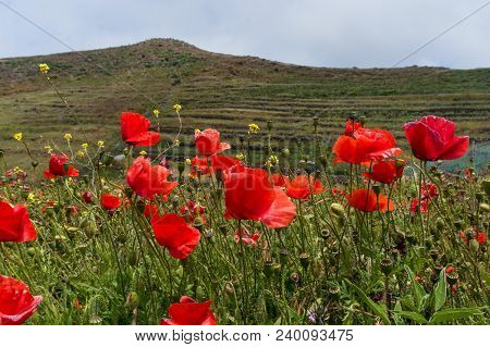 Poppies Field With Hills In The Distance. Blue Sky And Clouds At The Top. Yellow Flowers Scattered A