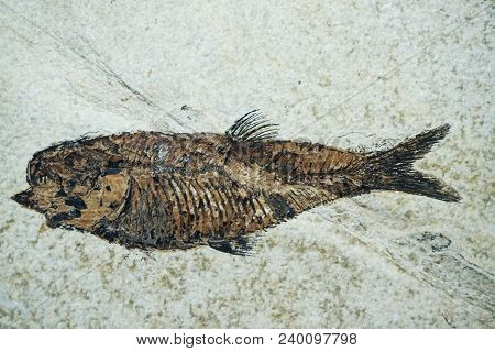 Fish Fossil As Very Nice Natural Background
