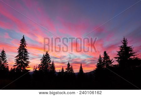 Majestic Sky, Pink Cloud Against The Silhouettes Of Pine Trees In The Twilight Time. Carpathians, Uk