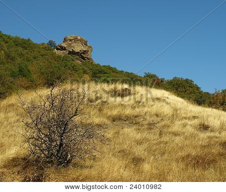 Kuivatut bush