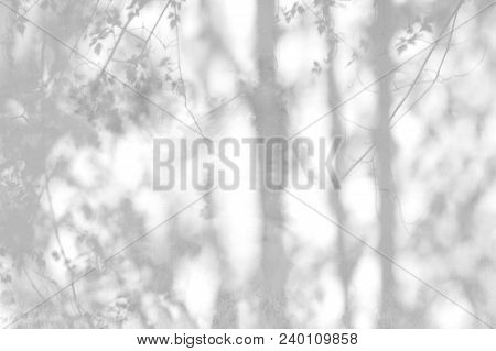 Gray Shadow Of Natural Leaves Tree And Tree Trunk Falling On White Concrete Wall For Background Desi