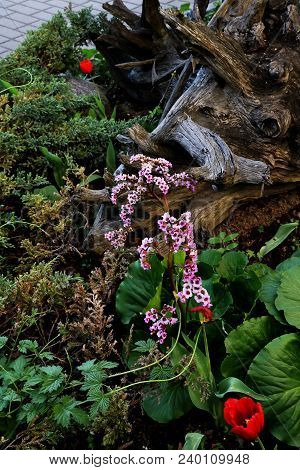 A Small Flower Bed With Flowers And A Big Stump.