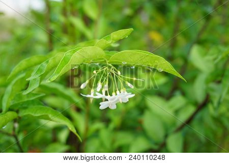 Close Up White Wrightia Religiosa Flower In Nature Garden