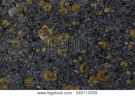 Texture Of Gray Concrete Covered With Moss.