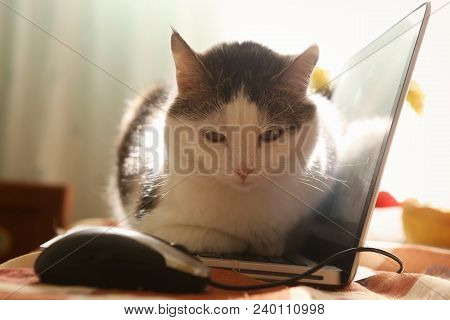 Serene Quiet Cat Napping After Dinner Close Up Photo