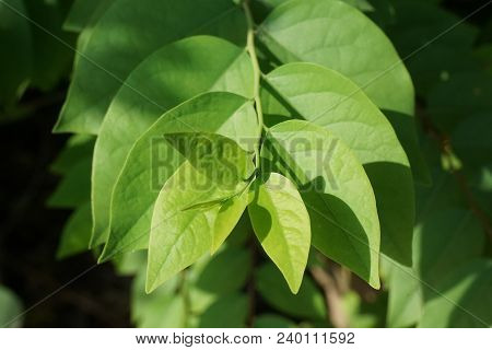 Fresh Green Phyllanthus Acidus Leaf In Nature Garden