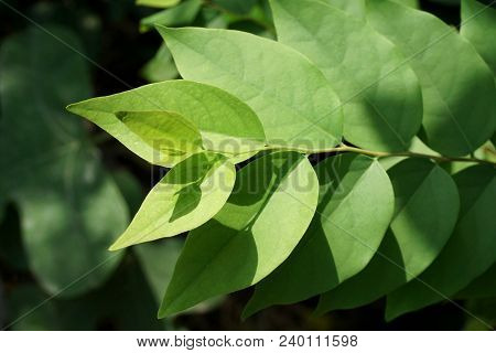 Fresh Green Phyllanthus Acidus Leaf In Nature Garden