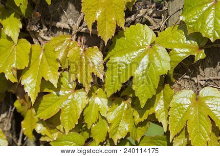 Close-up Of Leaves Of A Virginia Creeper Climbing Over A Wooden Fence.