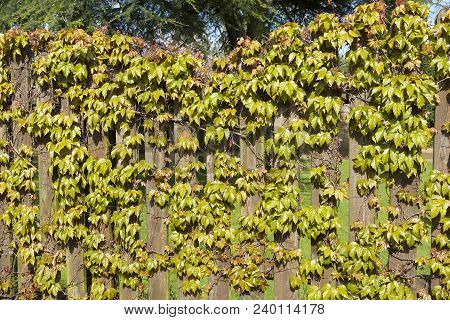 Virginia Creeper Climbing Over A Wooden Fence In The Spring Showing Early Grwoth Of Green Leaves Whi