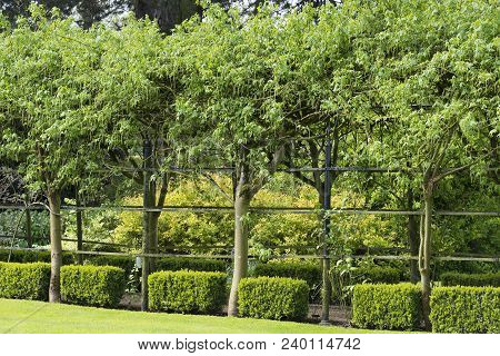 Laburnum Trees And Box Shrubs Forming A Formal Walk Way