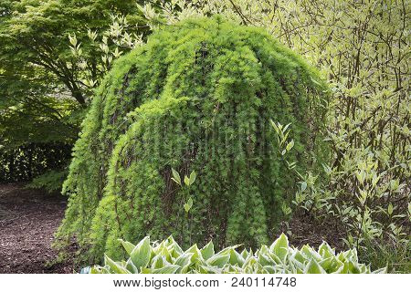 Larix Kaempferi Or Japanese Larch Tree In A Lanscaped Garden With Other Trees And Shrubs In The Back