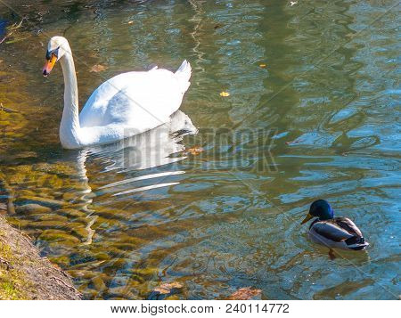 White Swan And Drake On A Reservoir. Quiet Provincial Municipal Park.