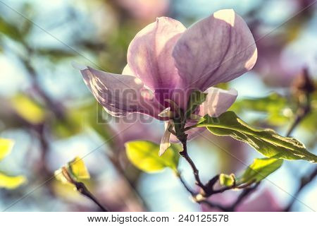 Bright Magnolias In Kiev Botanical Garden At Spring Time. Kiev City, Ukraine
