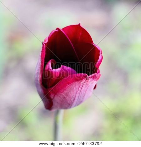 Biautiful Big Black Or Dark Red Tulip. Photo. Flowers Spring