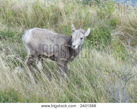 Baby Bighorn