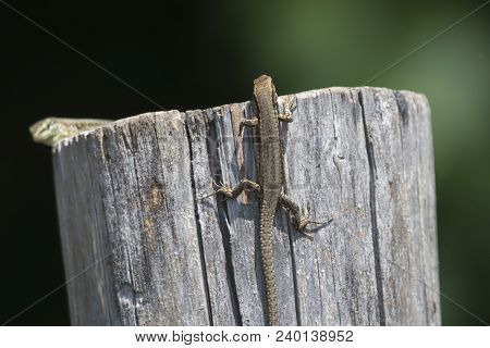 Lizard On Wooden Fence