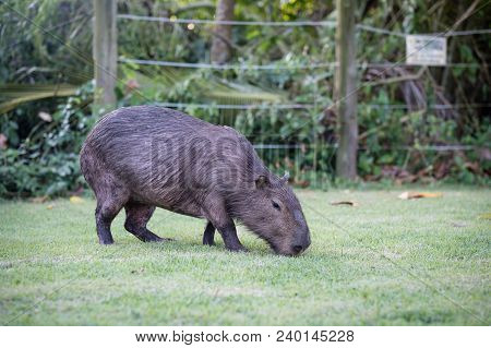 Capybara Grazing On Grass Inside Private Property. The Cabycara Is A Calm And Gentle Mammal, Very Co