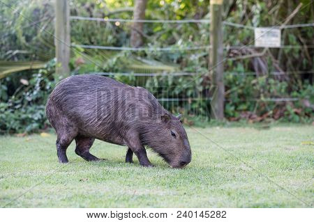 Capybara Grazing On Grass Inside Private Property. The Cabycara Is A Calm And Gentle Mammal, Very Co