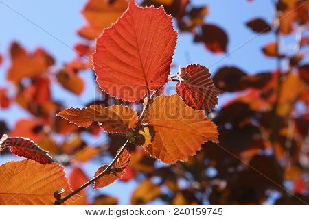Red  Leaves Of Decorative Tree Hazelnut In Summer. Red Hazel Leaves On The Sky Background.