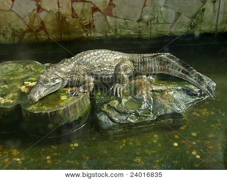 Cocodrilo