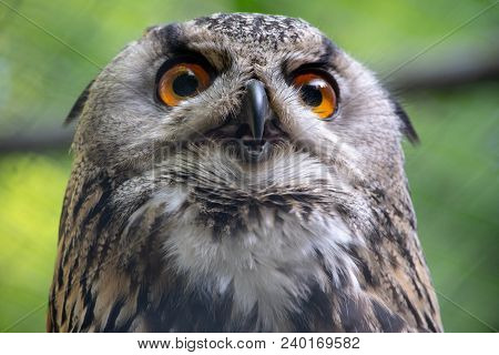 Portrait Of A Eagle Owl With Open Beak