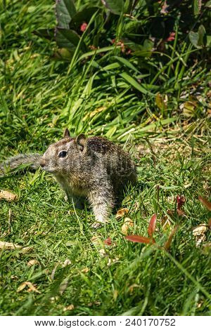 Coastal Ground Squirrel In The Grass In Pacific Northwest In Spring
