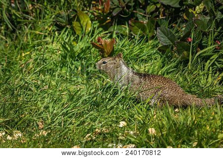 Coastal Ground Squirrel In The Grass In Pacific Northwest In Spring
