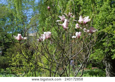 Flowering Magnolia Liliflora