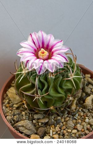 Fiore di cactus
