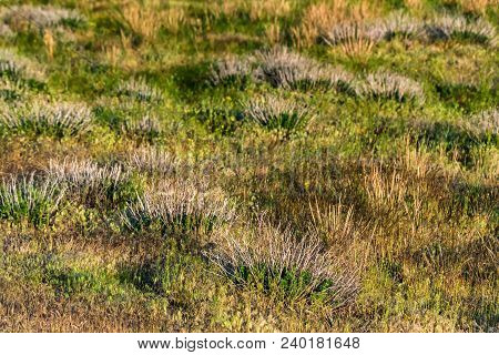 Close Up Wild Grass Growing Steppe For Natural Background