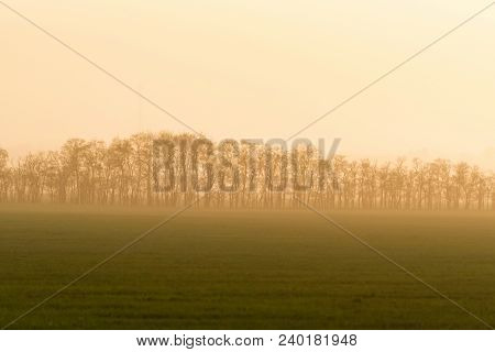 Row Of Trees Or Shelterbelt In Green Field With Morning Fog. Picturesque Natural Background