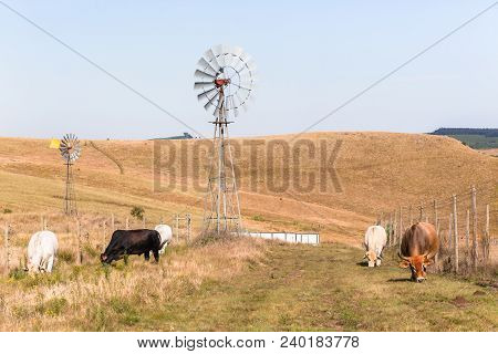 Cattle Farming Landscape