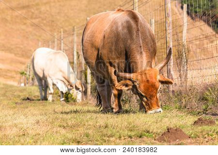 Animals Cattle Beef Farming