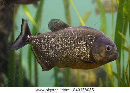 Red piranha (Pygocentrus nattereri), also known as the red-bellied piranha.