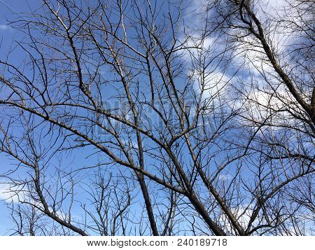 A Dried Tree Against A Blue Sky On A Summer Day.